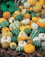 Nasiona Dynia Ozdobna Mieszanka