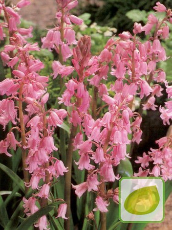Scilla Campanulata Pink