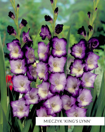 MEGA Zestaw Mieczyki 2