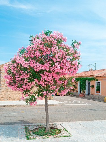 Oleander Drzewko 70 cm Wysokości
