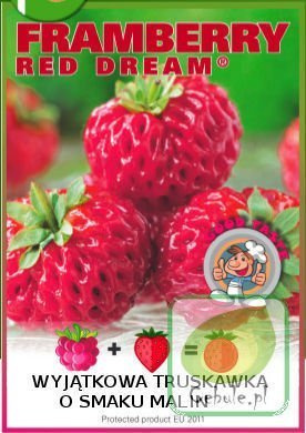 Przebój Smakowy TRUSKAWKA MALINOWA sadzonki 1 szt.