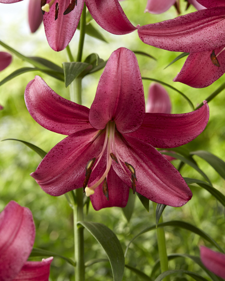 Lilia (Lillium)  'Purple Marble' 1 szt.