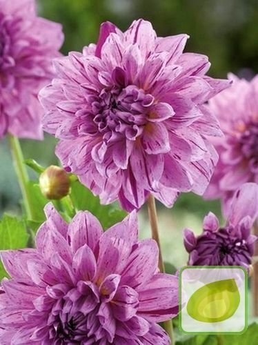 Dalia (Dahlia) Prins Carnaval