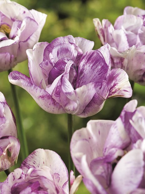 Tulipan Pełny Późny (Tulipa) 'Shirley Double' 5 szt.