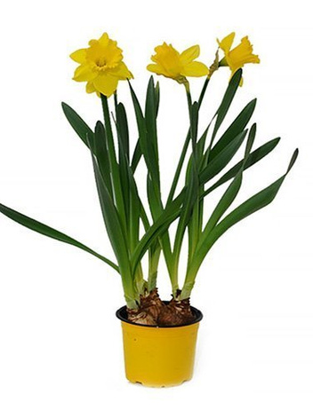 Narcyz trąbkowy żółty w doniczce śr. 12 cm