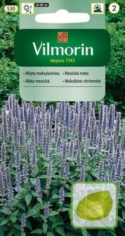 Nasiona Mięta meksykańska - Agastache mexicana
