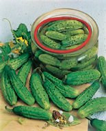 Nasiona Ogórek Gruntowy Wisconsin Smr 58