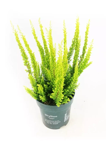 Wrzos (Calluna) 'Skyline' w don. 9 cm. - 1 szt.