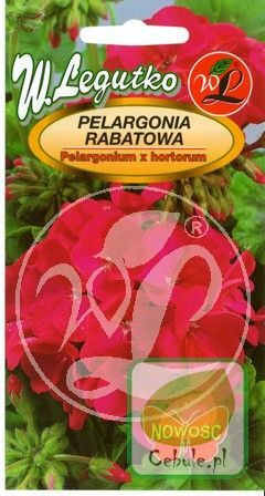 Nasiona Pelargonia Rabatowa Fioletowa