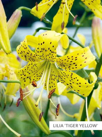 Zestaw Lilie Tygrysie