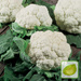 Nasiona Wczesny - Kalafior Snowball Białe Róże