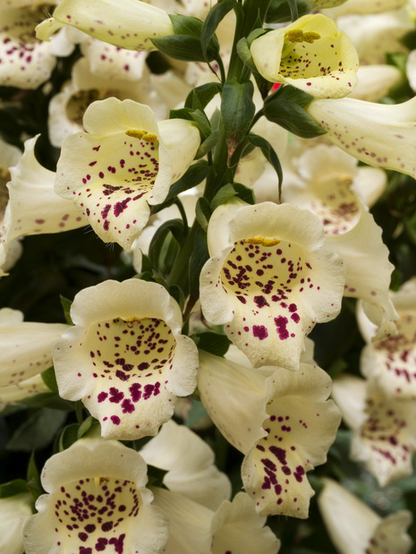 Naparstnica (Digitalis) 'Virtuoso Cream' 1 szt.
