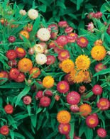 Nasiona Kocanka Niska - Helichrysum Arenarium