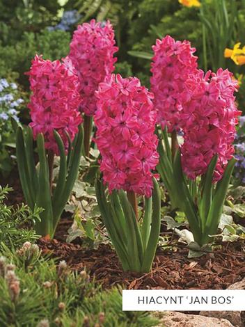 Zestaw PROMOCYJNY Hiacynty 30 szt.