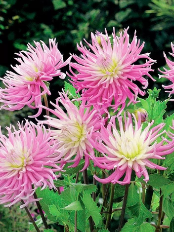 Dalia (Dahlia) 'Star's Favourite'