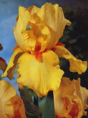 Irys Germanica October Sun 1005