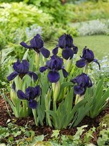 Kosaciec niski (Iris pumila) 'Little Shadow'