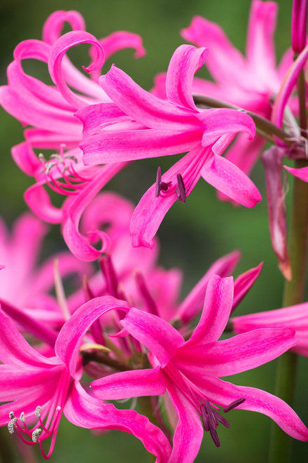 Amarina (Amarine) 'Anastasia' 1 szt.