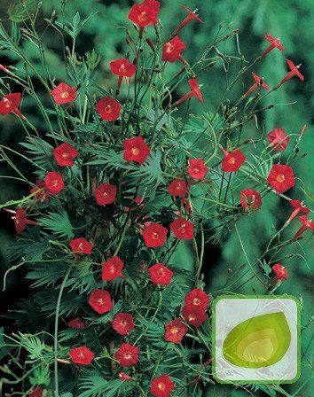 Nasiona Wilec Pierzasty