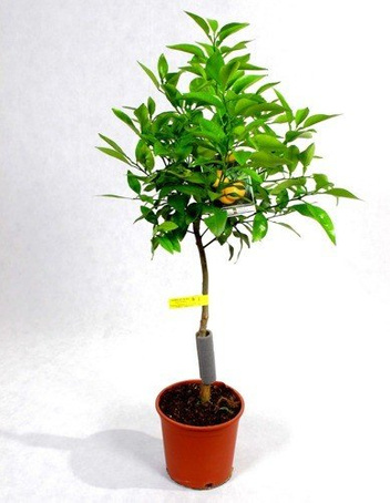 Drzewko Pomarańczowe w Doniczce 120 cm wysokości