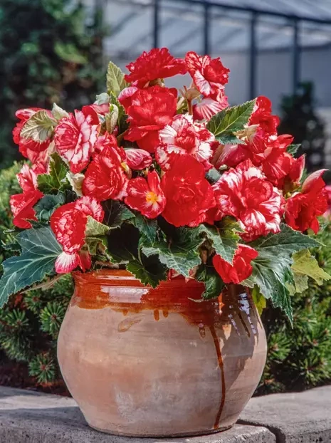 Begonia (Begonia) 'Marmorata' 1 szt