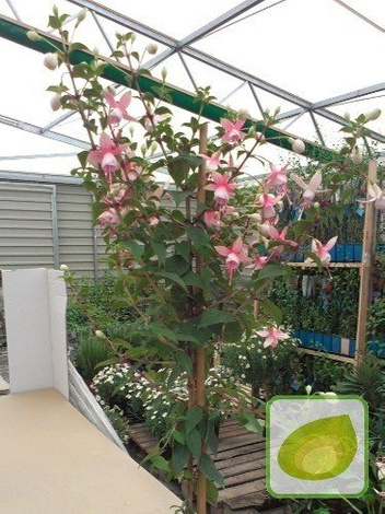 Fuksja Drzewko 80 - 90 cm z Holenderskiej Uprawy!