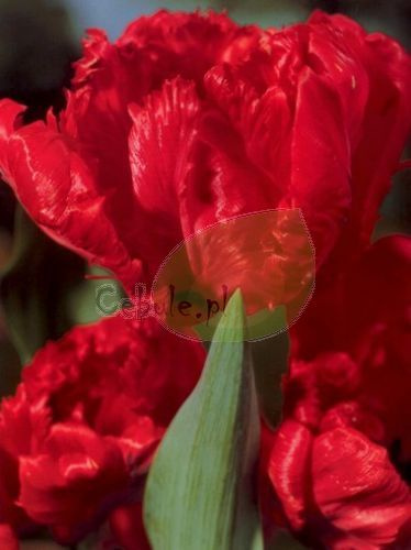 Tulipan Red Parrot