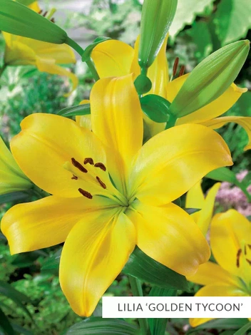 Zestaw Lilie Azjatyckie