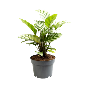 Kalatea Freddie (Calathea concinna Freddie)