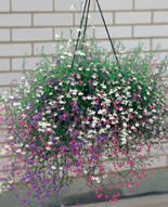 Nasiona Lobelia Kaskadowa Zwisająca Mix