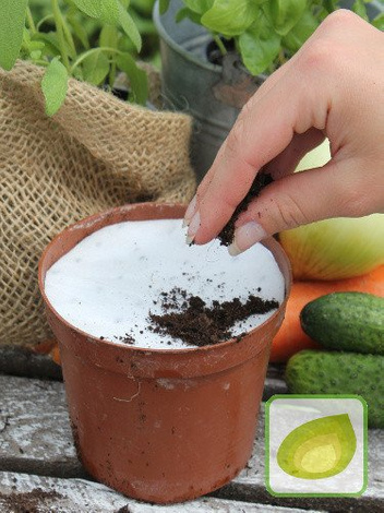 Nasiona NA KRĄŻKU Szczypiorek