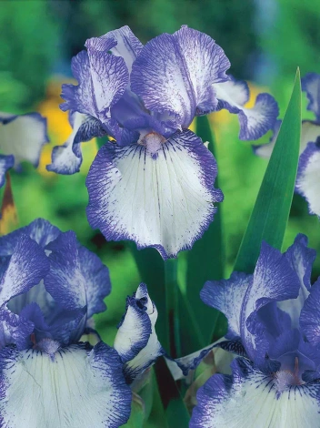 Zestaw Wspaniałe Kosaćce bródkowe