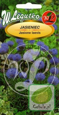 Nasiona Jasieniec - Jasione