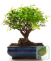 Drzewko Bonsai "Ligustrum" 20 cm wysokości w ceramicznej doniczce
