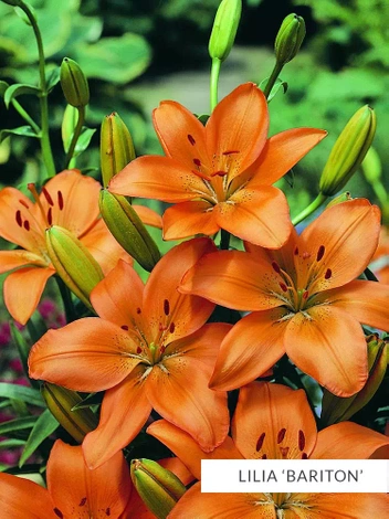 Zestaw Lilie Azjatyckie