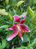 MEGAPAKA Lilia (Lilium) Stargazer