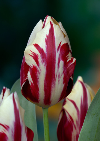 Tulipan Triumph (Tulipa) Grand Perfection 5 szt.