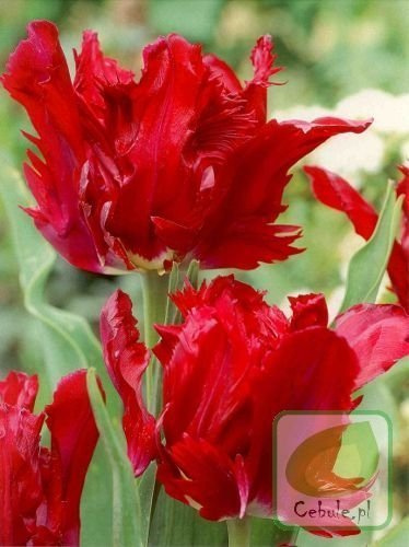 Tulipan RED LIZARD 11/12