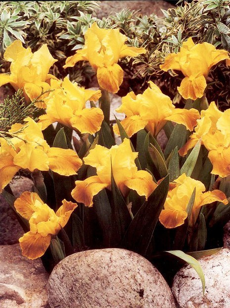 Kosaciec niski (Iris pumila) 'Green Little'