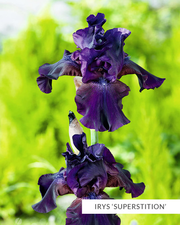 Zestaw Kosaćce Bródkowe 2