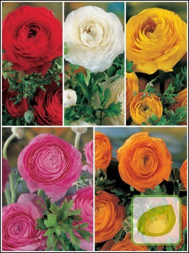 Zestaw Jaskry (Ranunculus)