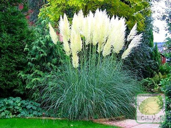 GIGANTYCZNA Trawa Pampasowa Duże Sadzonki Cortaderia