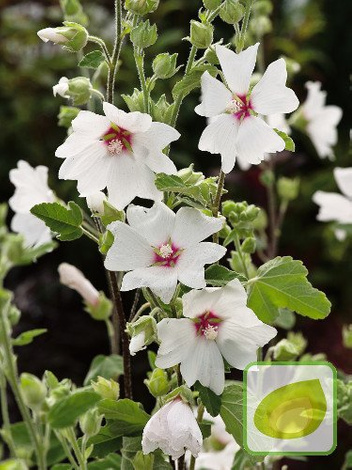 Ślazówka (Lavatera) 'Barnsley Baby'