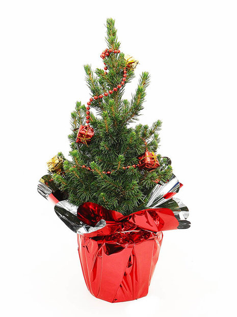 Świerk Conica w czerwonej kryzie - Choinka Naturalna