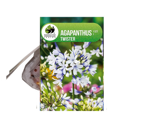 Agapant (Agapanthus) 'Twister' 1 szt.