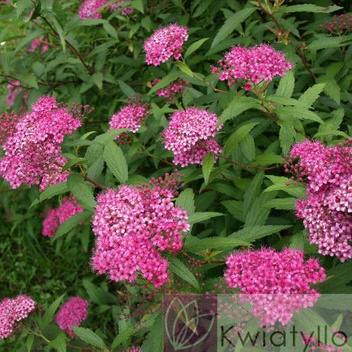 Tawuła (Spirea) 'Antony Waterer' - Krzew Ozdobny