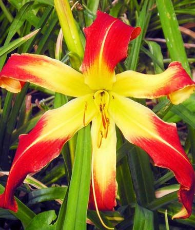 Liliowiec (Hemerocallis) Long Tall Sally