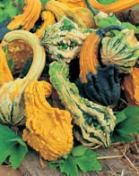 Nasiona Dynia Ozdobna Mieszanka Brodawkowa