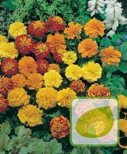 Nasiona Aksamitka Rozpierzchła Mix.