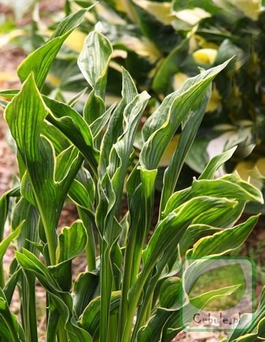 Funkia (Hosta) Praying Hands